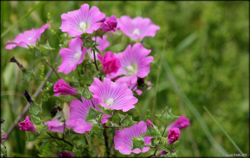 Malva punctata